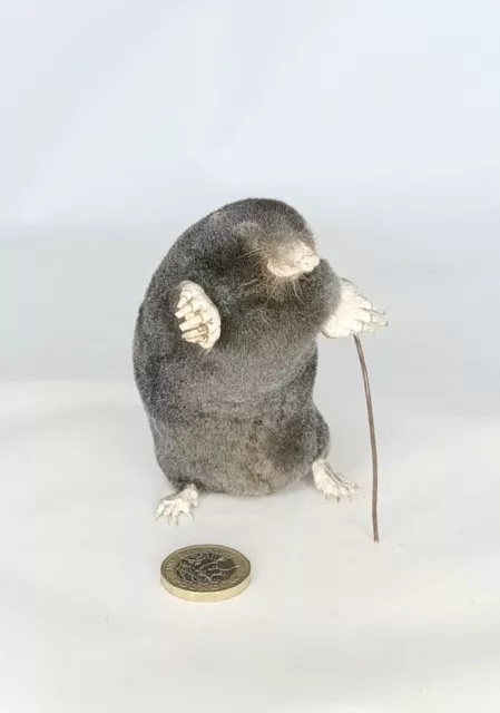 Taxidermy Mole With Walking Stick. Log no 282. Freestanding Mount. Height 9.5cm.