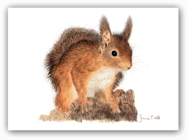 RED SQUIRREL WILDLIFE GREETING CARD-Print From Original Drawing By Joanne T Kell