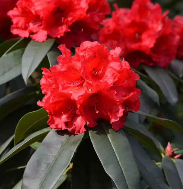 INKARHO - Großblumige Rhododendron Taurus 30-40cm - Alpenrose