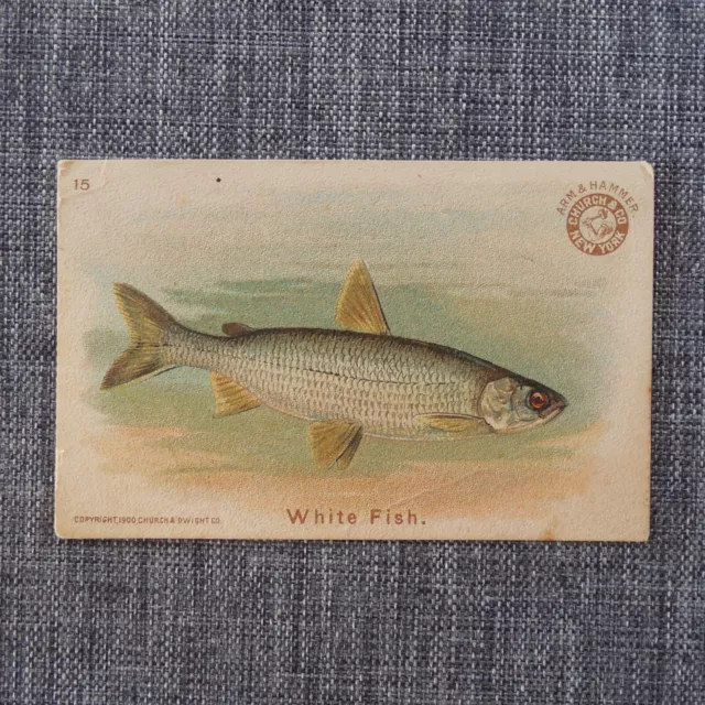 WHITE FISH #15 Arm & Hammer FISH SERIES Church & Co Vintage 1900 Trading Card