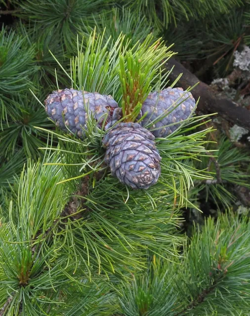 Arolla / Swiss Pine Seeds | Pinus cembra Tree Seeds 🇬🇧 Trusted UK Stock