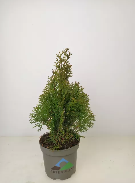 10x Lebensbaum Thuja occ. 'Smaragd', 30-40 cm, inkl. Profi-Dünger im 2 l Topf