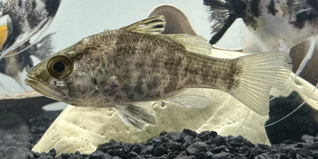 Mouth Almighty 2-2.5”-Live Freshwater Tropical Aquarium Fish