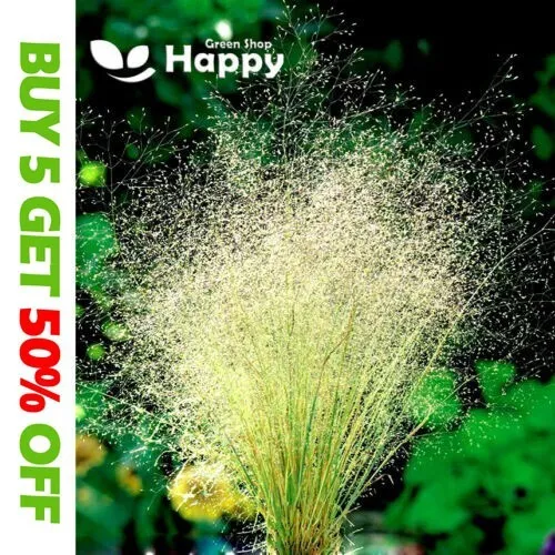CLOUD GRASS - 1300 SEEDS - Agrostis nubelosa - USED IN FLORAL DECORATIONS