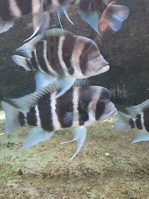 Frontosa cichlids live fish, males  7-8"