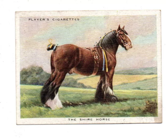 ORIGINAL PLAYERS CIGARETTE CARD TYPES OF HORSES No.3 1939 THE SHIRE HORSE