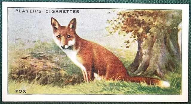 RED FOX   Vintage 1939 Illustrated Wildlife Card  QC29M
