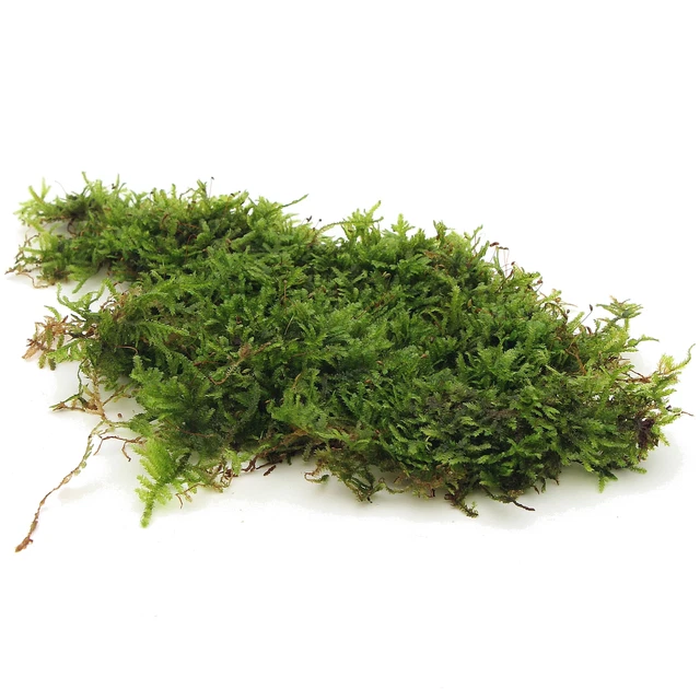 20g Christmas Moss Live Aquarium Plants for Shrimp Fish Nano Tank Terrarium