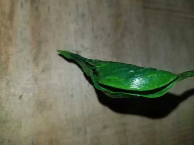Epipremnum aureum 'Shangri La' Pothos - fresh cutting