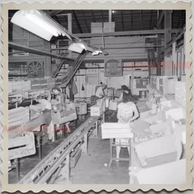 50s FROSTPROOF FLORIDA FOLK COUNTY FRUITS FACTORY VINTAGE USA AMERICA Photo 7957