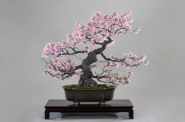 Japanese Cherry Blossom Bonsai Seeds  - Pink Sakura