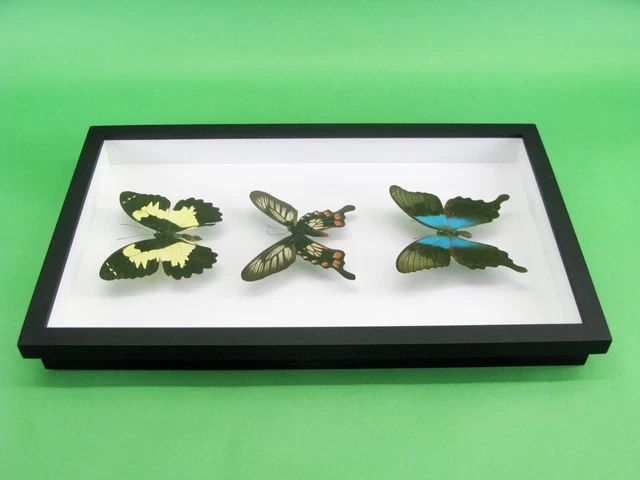3 real beautiful and huge butterflies in the XXl showcase - single piece - 26 10