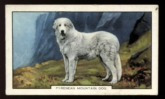 Tobacco Card, Gallaher, DOGS, 1938, 2nd Series, Pyrenean Mountain Dog, #35