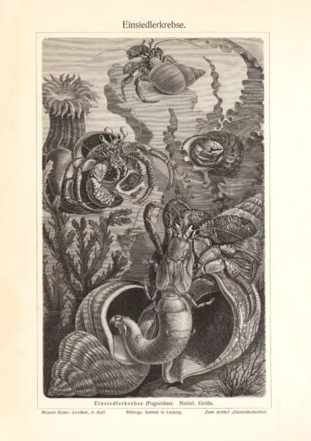 Einsiedlerkrebse historischer Druck Holzstich ca. 1903 antike Bildtafel Zoologie