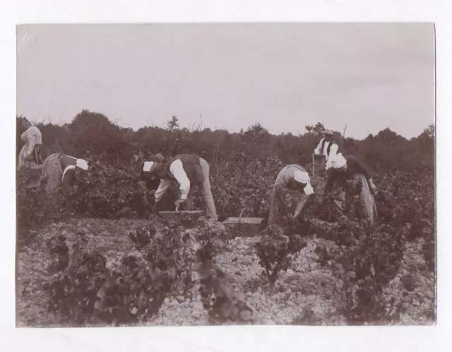 PHOTO ANCIENNE Snapshot Vendange Vendangeur Vin Raisin Vigne Récolte Vers 1900