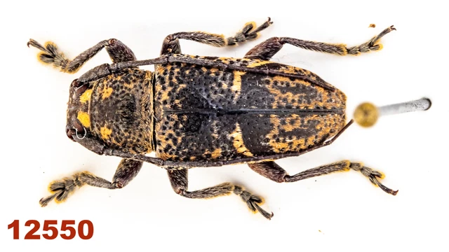 Cerambycidae: Lamiinae sp.  AA-, 12 mm, Mounted, 1 pc