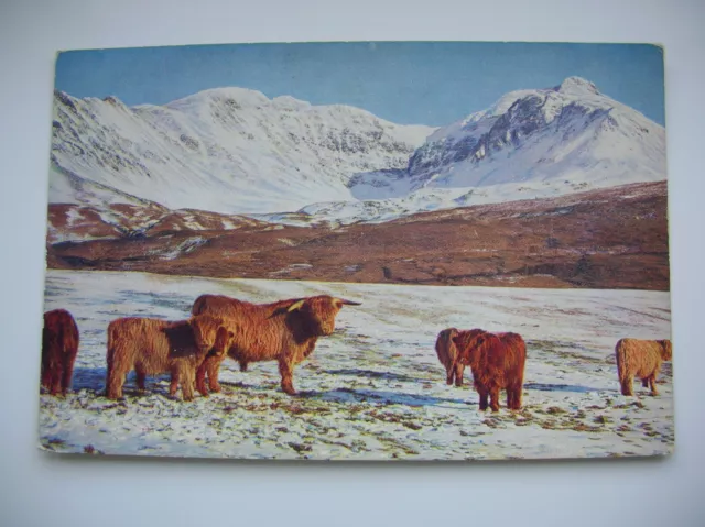 Skye postcard – Highland Cattle at Glen Brittle. Cuillins etc. (Scots Pictorial)