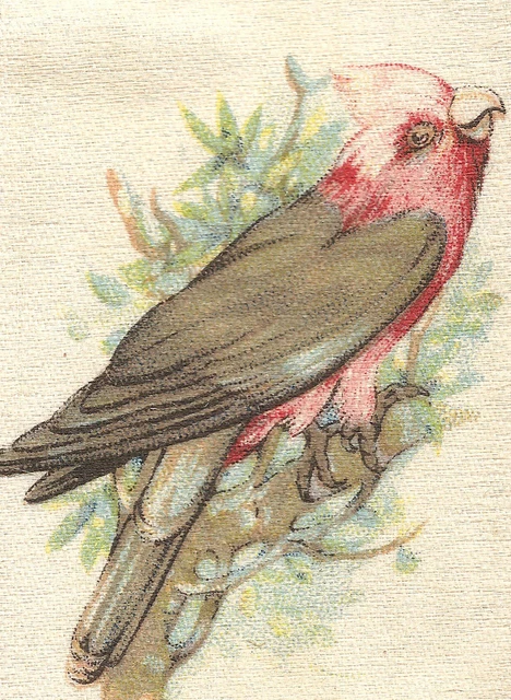 Vintage tobacco cigarette silk card - BIRDS & ANIMALS OF AUSTRALIA, CALAH PARROT