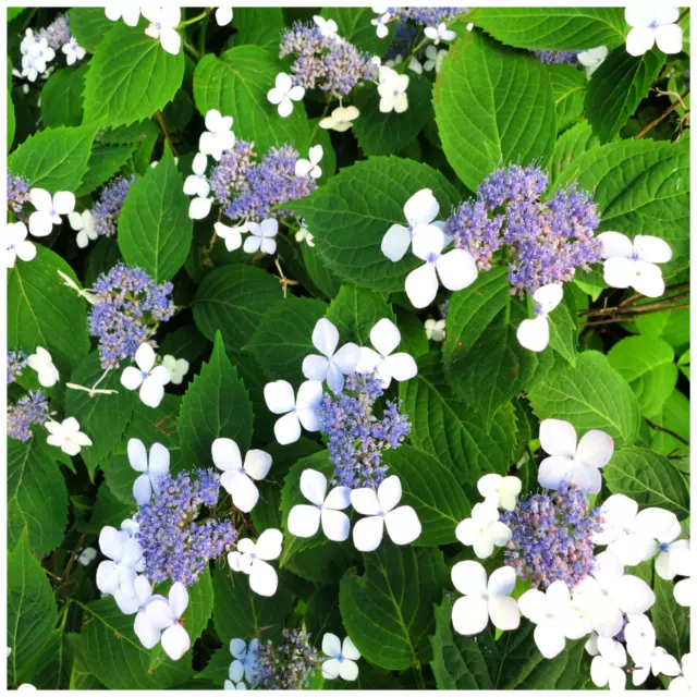 Hydrangea 'Bluebird' In 2L Pot Lace-Cap Hydrangea, Stunnigng Attractive Flowers