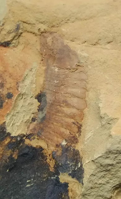 Cambrian fossil Fuxianhuia protensa,collection,teaching No.z28