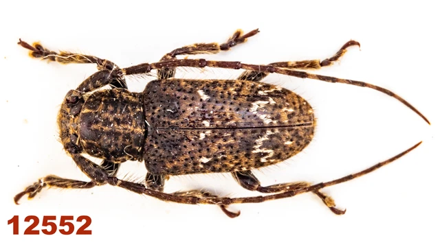 Cerambycidae: Lamiinae sp.  A1, 9 mm, Mounted, 1 pc