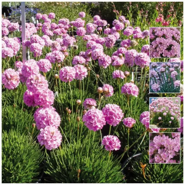 ARMERIA Sovereign PINK x30 Seeds. Pink Agapanthus like heavy flowering perennial