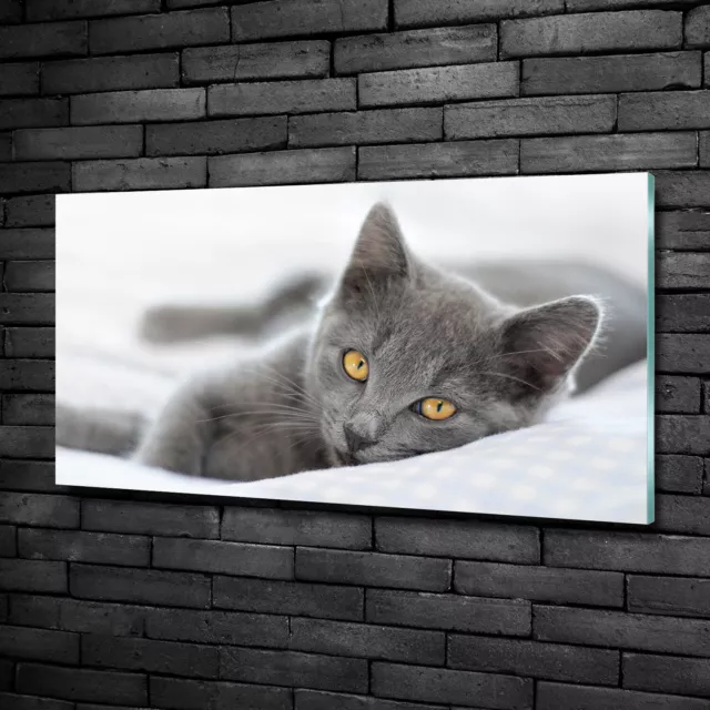 Wandbild aus Plexiglas® Druck auf Acryl 100x50 Tiere Graue Katze