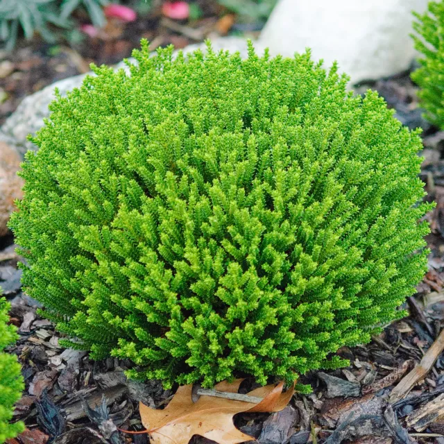 Hebe 'Emerald Green' Evergreen Dwarf Plant Garden Shrub | 9cm Pot