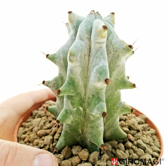 cactus wood Cholla Wood (Medium)