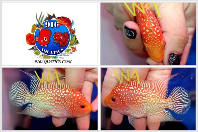 3 Inch Golden Base Live Flowerhorn #W4