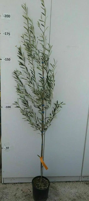 Albero di ulivo artificiale realistico, 1,8 m, per interni, con rami