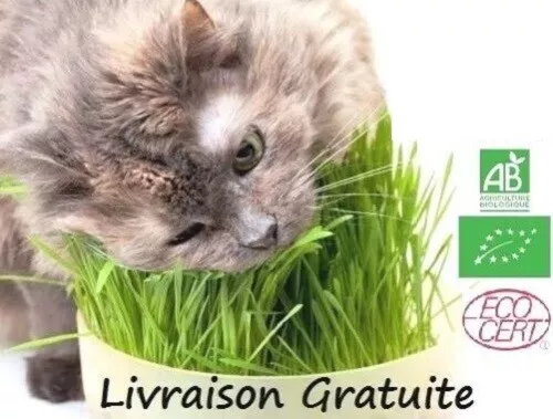 1000 graines BIO de cataire / herbe à chat / nepeta cataria / semence 3