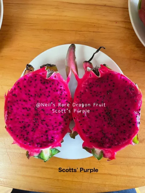 Rare dragon fruit plant with roots - Scott’s Purple