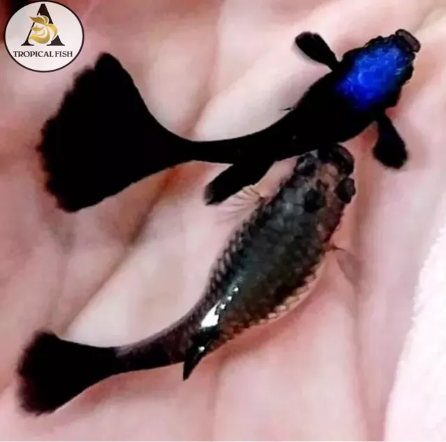 1 Trio - blue Tarzan Live Guppy Fish High Quality US Seller.