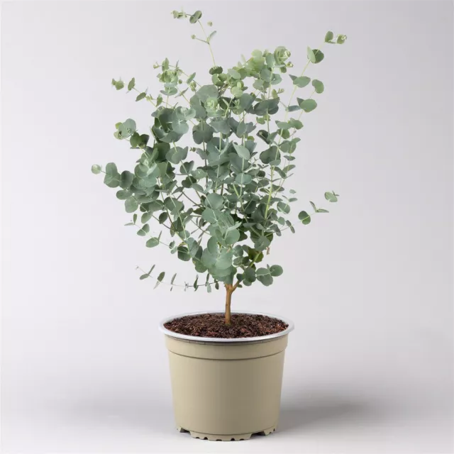 Eucalyptus gunnii 'Azura'®, im 15 cm Topf