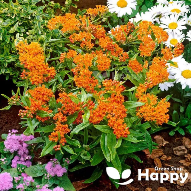 BUTTERFLY WEED - 30 seeds - Asclepias tuberosa - Perennial first year flowering