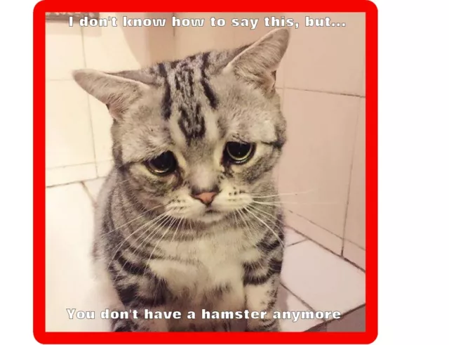 Funny  Humor  Sad Cat Hamster Refrigerator / Tool Box / File Cabinet Magnet