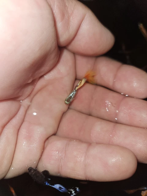 Guppys Live SUPER Fancy ,Orange ,gold. Blue. High Quality. Two Males. USA.