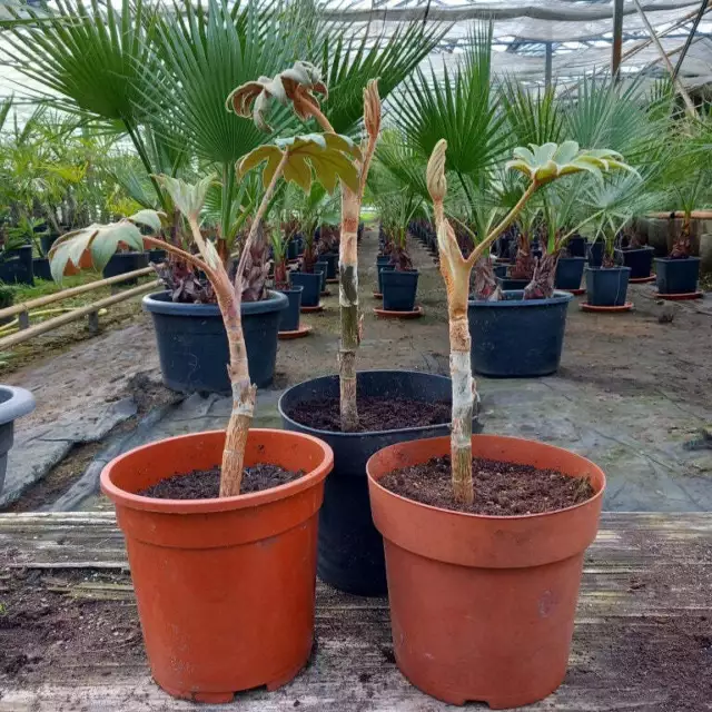 Tetrapanax papyrifera steroidal giant, plant 30-35 cm