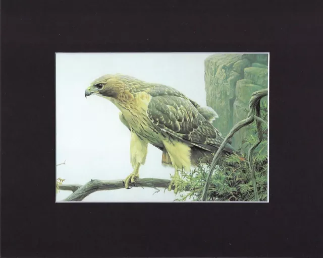 8X10" Matted Print Art Painting Picture, Robert Bateman: Hawk, 1980