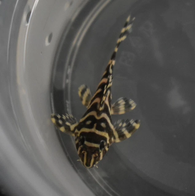 Live King Tiger Pleco L333 (1-1.5" Freshwater Aquarium Fish) PLS READ DESCR