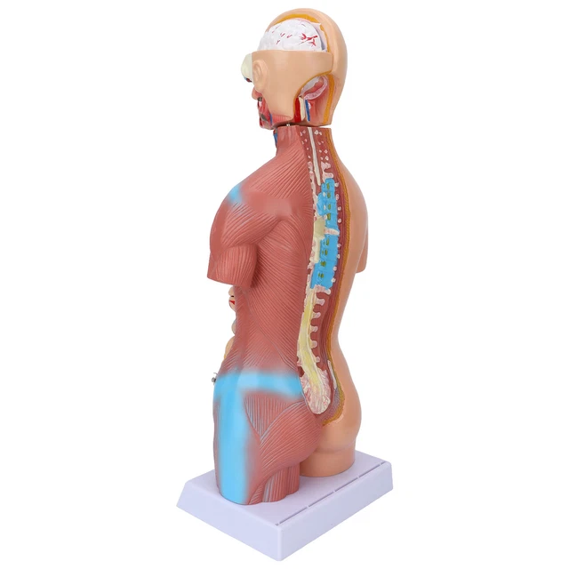 Puzzle En Bois Anatomie Humaine Pour Enfants - Éducatif, Couches Du Corps - Pour école, Maison, Voyage - 22.8x18 Cm