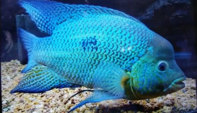 Umbee cichlid, 2 to 3 inches