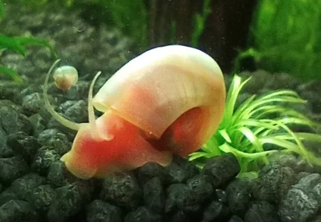 6 X Pearl Pink Ramshorn Snails - Aquarium/ Pond - Feeder/ Algae Clean Up Crew