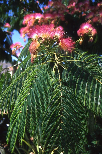 1-1000 PCS Persian Silk Mimosa Tree Seeds Flower Albizia Julibrissin Siris 0175