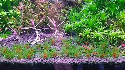 1 Blood Vomit Plant! Live Aquarium Plants FREE S/H! Rare!! Gorgeous!!!