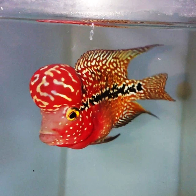 2 Tones Flowerhorn Kamfa F2 Short Body Oval Shape Cute Baby Mini Fish Aquarium