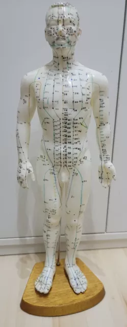 Akupunktur Ganzkörpermodell Mann Akupunkturmodell Akupunkturfigur Körper 50cm