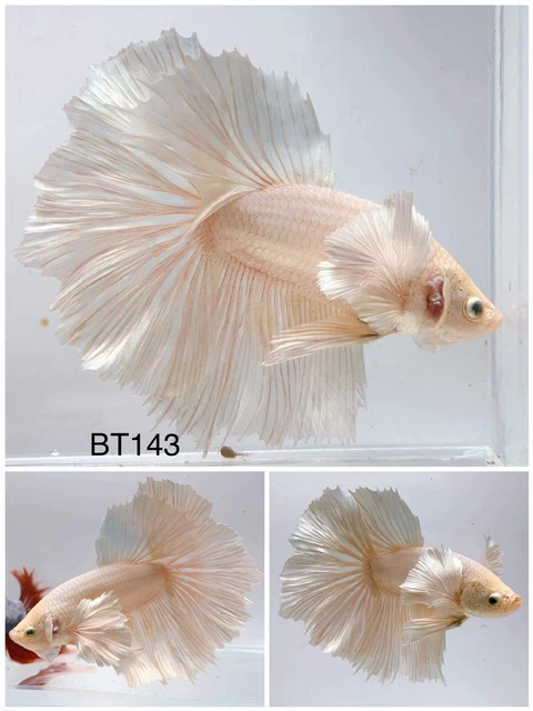 Betta Live Fish Male White Dumbo BT143 Ask Seller Shipping Cost Before Buy