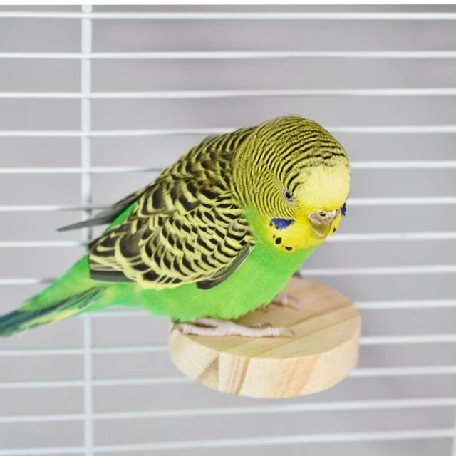 Pet Supplies Corner Platform Perch Stand Bird Perch Platform Stand Platform